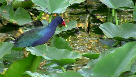 a purple gallinule wades through the water in florida adjusting aquatic plants