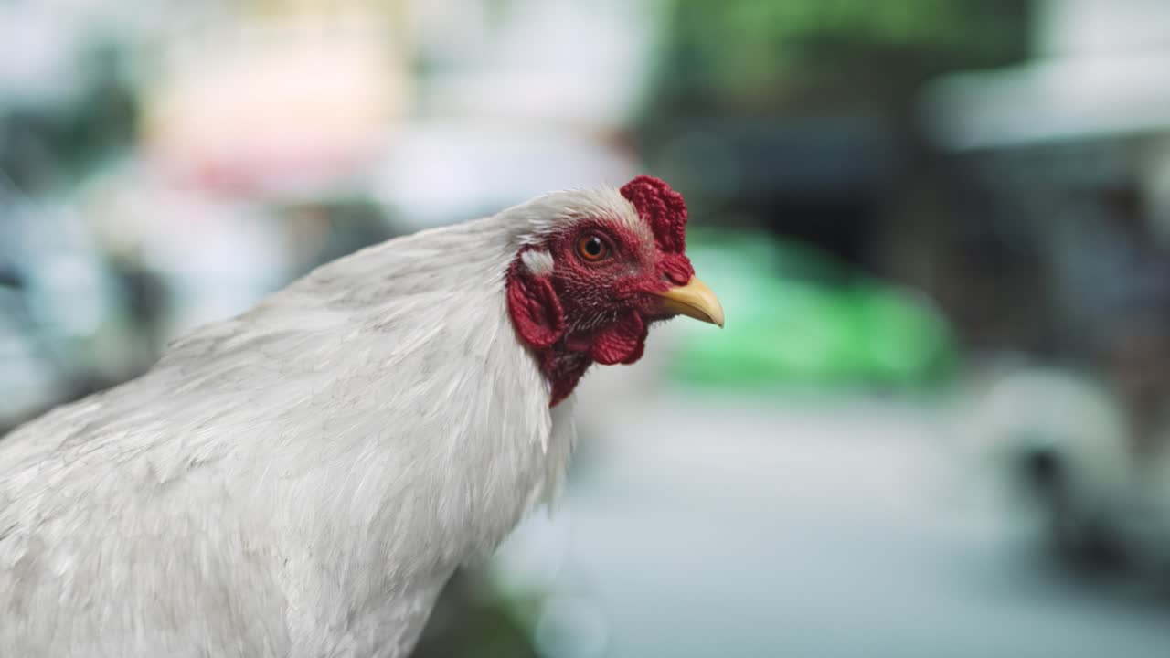 espectáculos de video portátiles de gallinas en la calle vietnamita