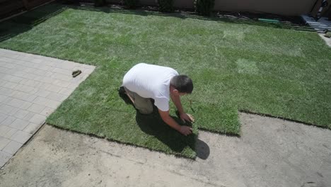 gardener laying lawn in private yard with wooden fence