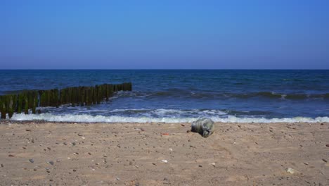 Sello-En-La-Costa-Del-Mar-Báltico-De-Polonia