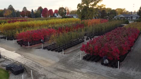 Drone-Ver-Coloridos-árboles-Y-Arbustos-En-La-Hermosa-Naturaleza-De-Niagara-Glen
