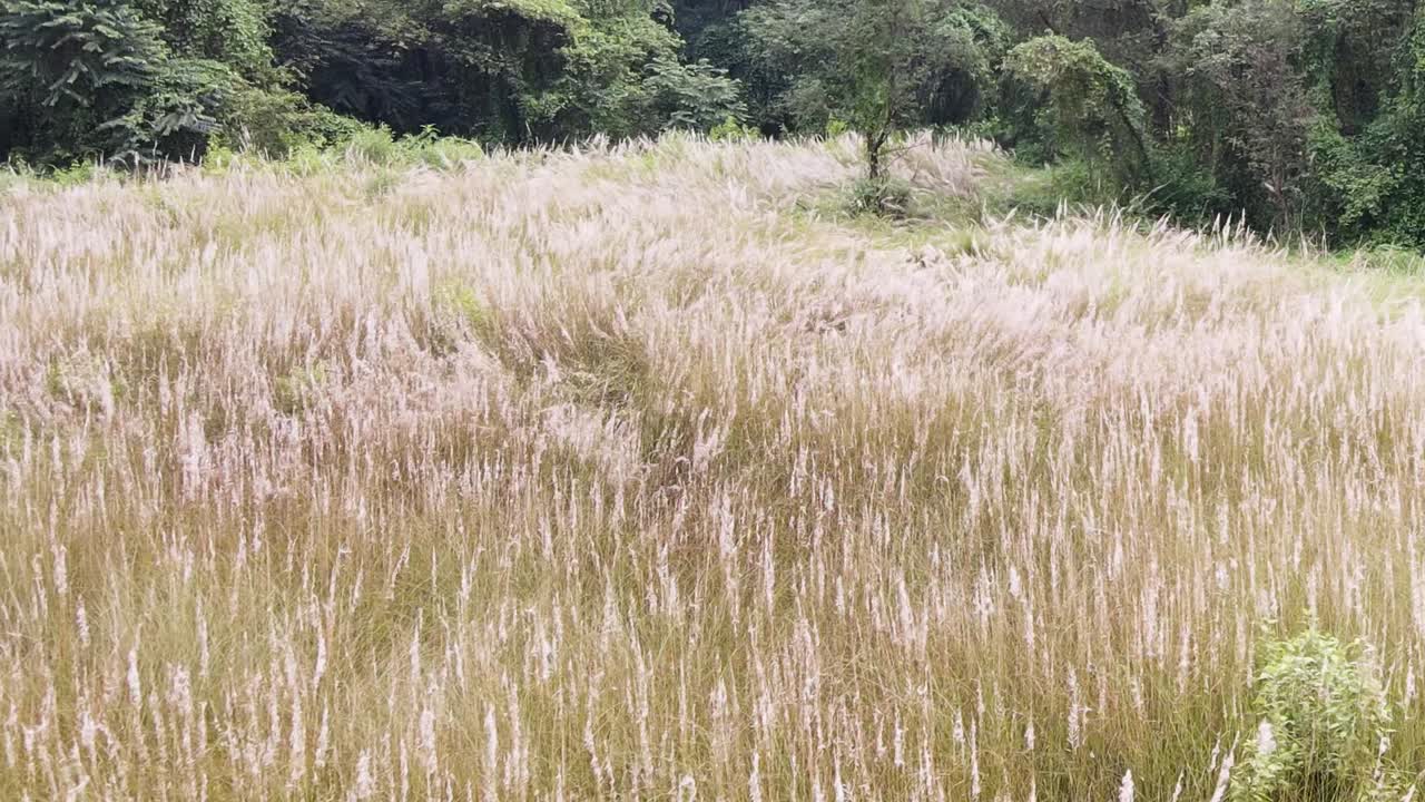Wild sugarcane kans grass field nature outdoor rural Bangladesh, aerial drone above