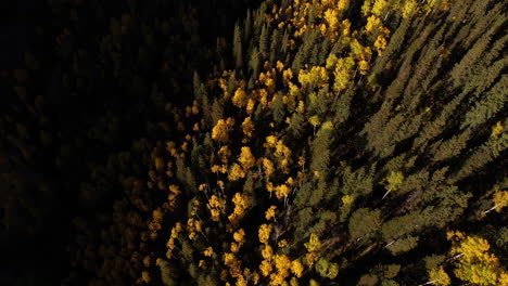 Birdseye-Aerial-View-of-Yellow-Aspen-and-Green-Pine-Trees,-Autumn-Forest-Foliage-Colors