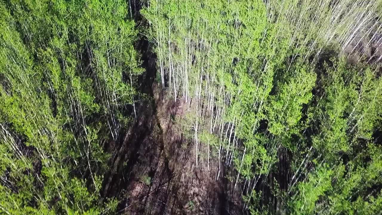 vuelo aéreo sobre el dosel de los jóvenes álamos verdes de verano en el bosque por un edificio rojo en la azotea en el campo rural remoto, enfoque de drones aéreos