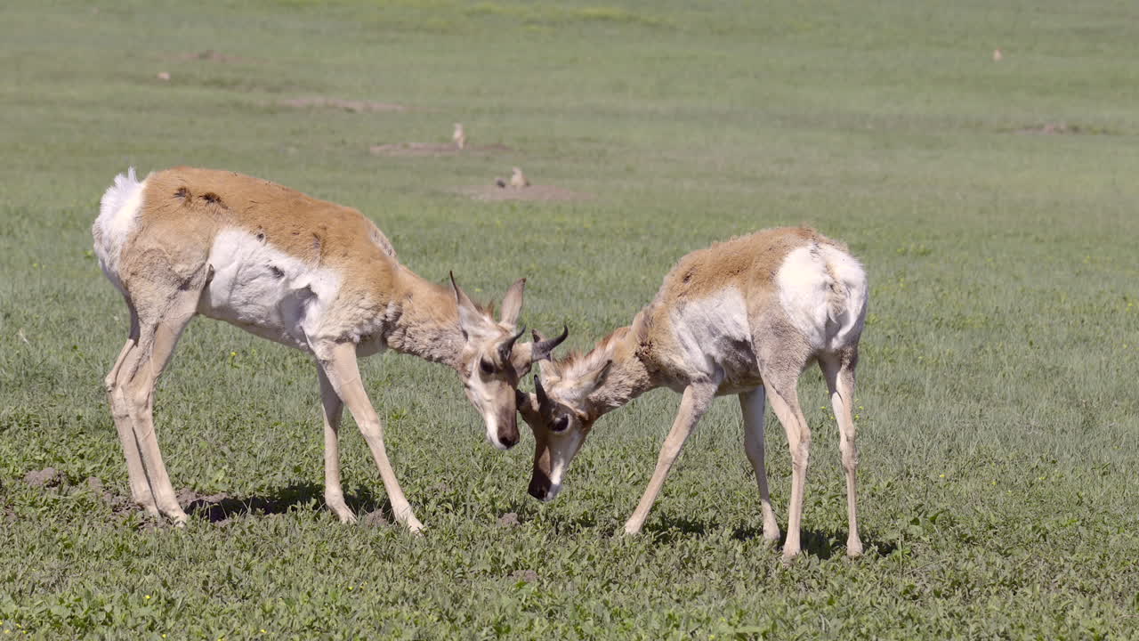 Pronghorn  two juvenile males grazing and playfighting together