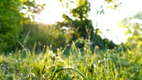 4k .green grass with sunshine beams. real time steady shot, animal view.