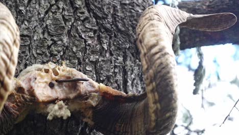 Close-up-shot-a-goat-horn-hung-on-a-tree-as-a-tradition