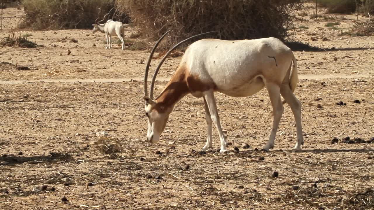 Scimitar Oryx grazing in captive-breeding program in Israel.