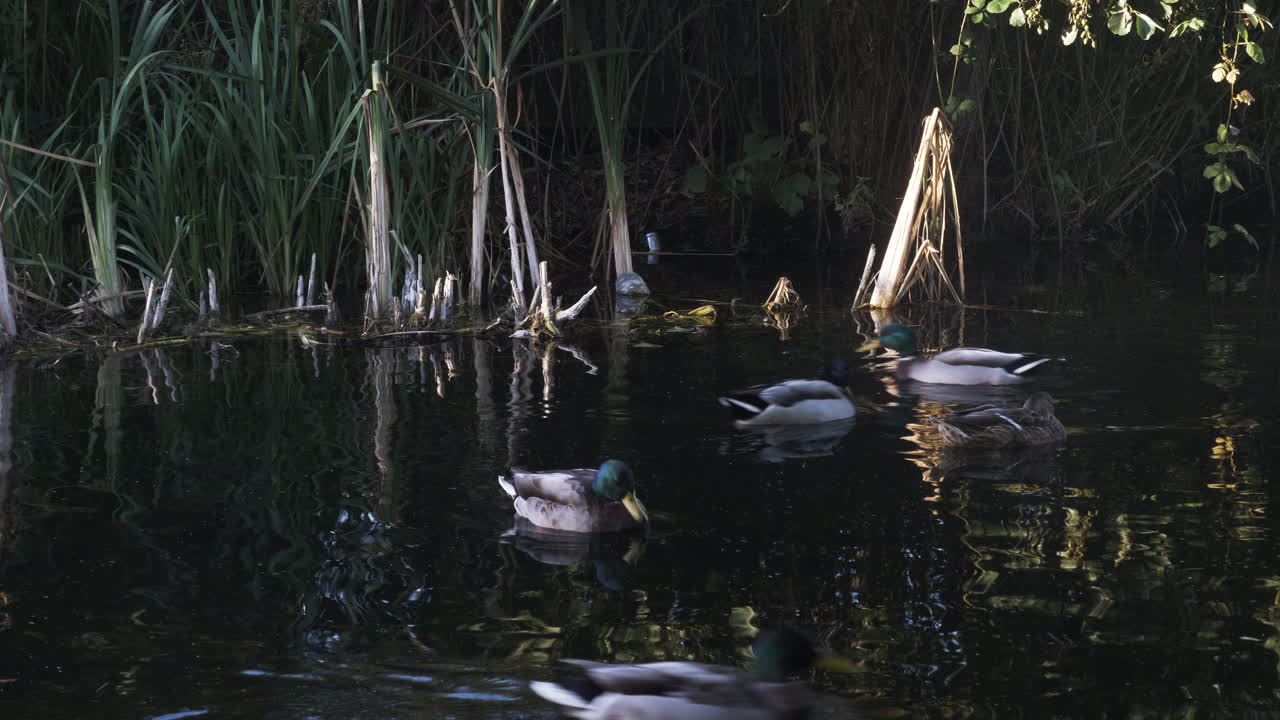 도시 연못에서 수영하는 청둥오리 무리가 영국 런던의 고요한 여름 아침에 수면을 따라 미끄러지듯 먹이를 먹습니다
