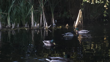 A-flock-of-Mallard-ducks-swimming-in-a-city-pond,-feeding-as-they-glide-along-the-surface-of-the-water-on-a-calm-summers-morning,-London,-England