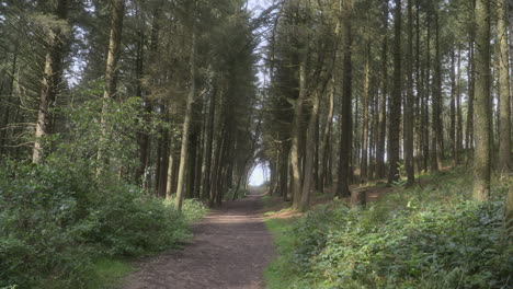 Forest-tree-tunnel-pathway-and-foreground-bushes-swaying-in-the-breeze-on-summer-day-with-slow-pan