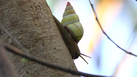 Primer-Plano-De-Un-Caracol-De-árbol-Arrastrándose-Por-Un-árbol-En-Los-Everglades-De-Florida