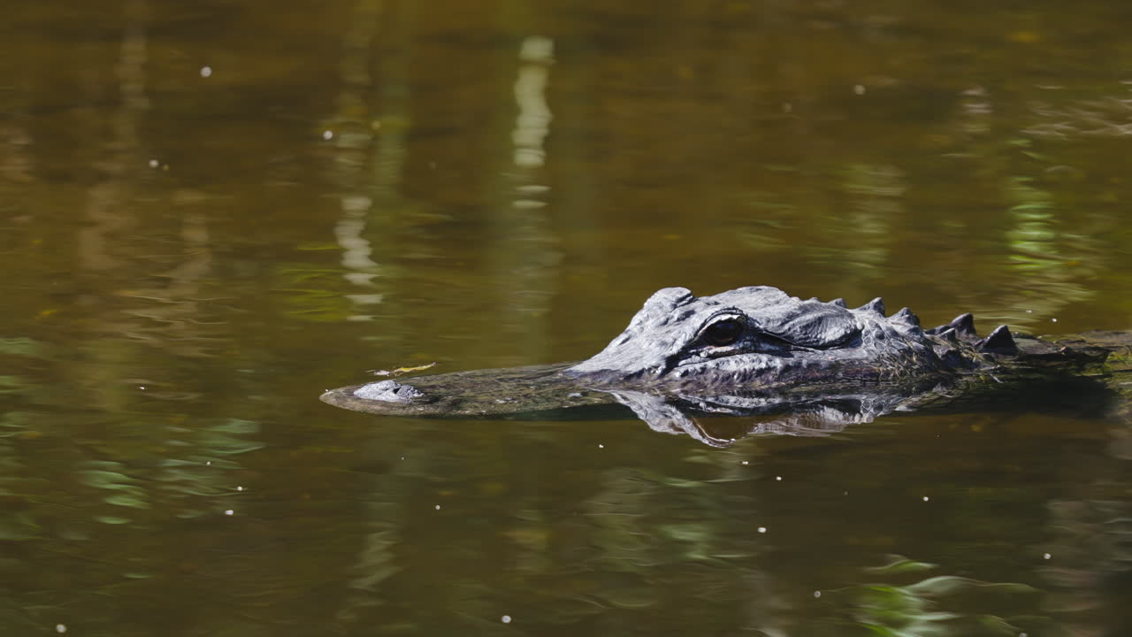 Alligator Head Blinking Eye Close Up in Tannic Water