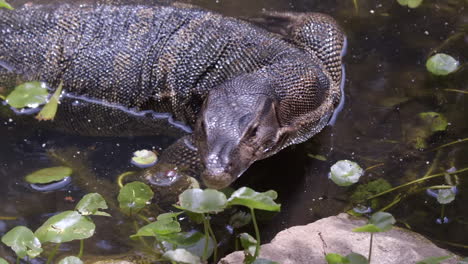 the exotic malaysian water monitor lizard sticking out its tongue to get food on the water - close up shot