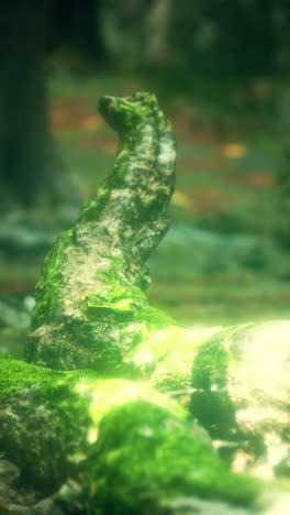 close up of a mossy tree trunk in a forest