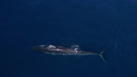 fin whale surfacing in calm waters near southern california coastline off of dana point in orange county