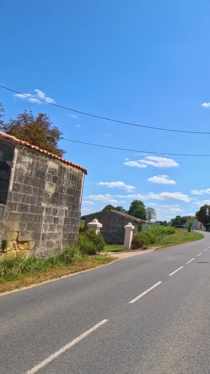 울창한 포도을 가로지르는 평화로운 길