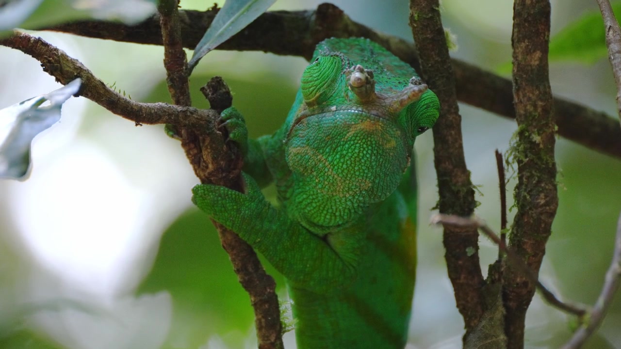 Slow Mo shot of a male Parson's Chameleon (Calumma parsonii) hanging on a tree in VOIMMA Reserve, Andasibe, Madagascar. The reptile moves his eyes in different ways.