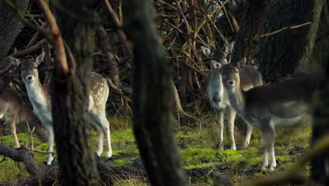 Niedliches-Damhirschweibchen,-Das-Wachsam-Hinter-Den-Bäumen-In-Die-Kamera-Schaut