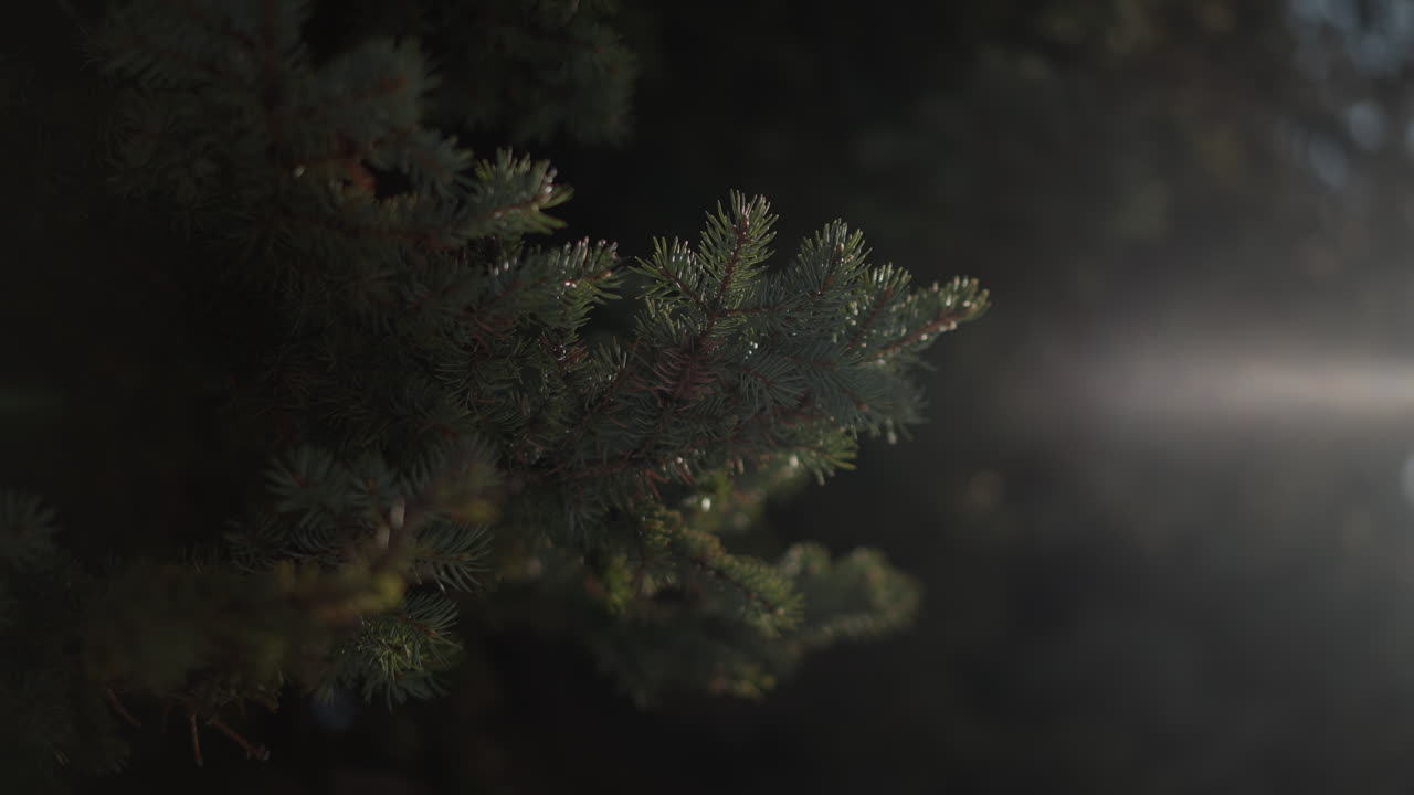 winter pine branch dusted with ice crystals glowing in soft daylight, gentle sunbeam filtering through evergreen needles, subtle frost shimmer highlights tranquil cold atmosphere serene
