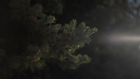 winter pine branch dusted with ice crystals glowing in soft daylight, gentle sunbeam filtering through evergreen needles, subtle frost shimmer highlights tranquil cold atmosphere serene