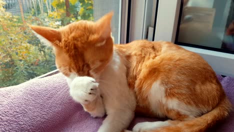 red white cat licks paw and washes his face at home. cute funny red-white cat on the windowsill, close up, dynamic scene, 4k toned video.