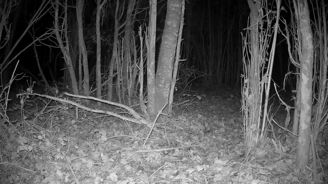 ciervo rojo macho (cervus elaphus) caminando por el bosque por la noche. saaremaa, estonia.