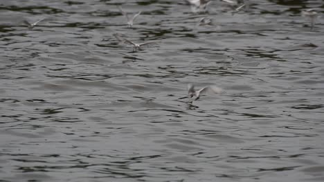 Seeschwalben-Und-Möwen,-Die-Nach-Nahrung-Suchen,-Sind-Wandernde-Seevögel-Nach-Thailand,-Die-Im-Kreis-Herumfliegen-Und-Abwechselnd-Nach-Nahrung-Suchen,-Die-Auf-Dem-Meer-Am-Kai-Des-Bangpu-freizeitzentrums-Schwimmt