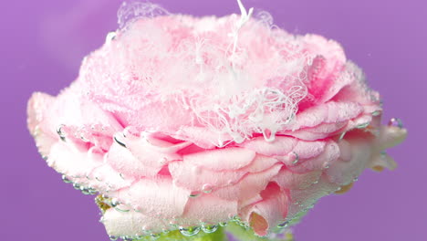 flor rosa bajo el agua con efecto de algodón caramelo