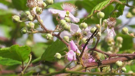 Abeja-De-Miel-En-Arbusto-De-Mora-Recogiendo-Néctar-De-Flores-Rosas,-Macro-De-Primer-Plano,-Cámara-Lenta