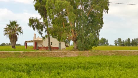 green rice fields at ebro delta national park near amposta, tarragona, catalonia, spain