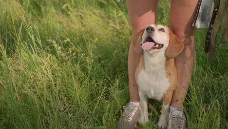 perro agachado entre las piernas de una persona, mirando hacia arriba con la lengua fuera, rodeado de hierba exuberante, persona con correa, momento de unión afectuosa, día soleado, perro alegre con expresión lúdica