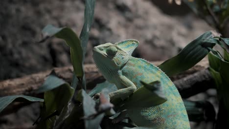 close up of a veiled chameleon on plant