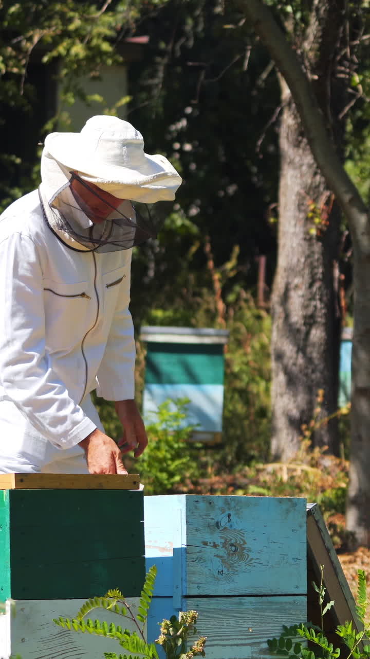 Professional beekeeper on apiary in summer. Male apiarist in special suit and hat working near beehives. Man putting frames into the hive. Vertical video