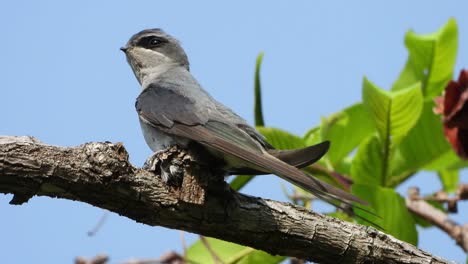 Crested-Treeswift-Pájaro-En-Nido--árbol