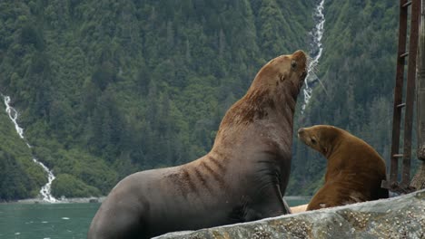 North-American-Sea-Lion-and-Pup-on-Scenic-Coastline-of-Alaska,-USA,-Slow-Motion-Full-Frame-Close-Up