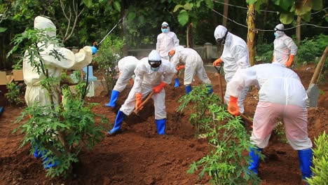 the funeral process of a corpse infected with the corona virus with the covid-19 protocol. (the funeral of a covid-19 patient), pekalongan, 3 november, 2020