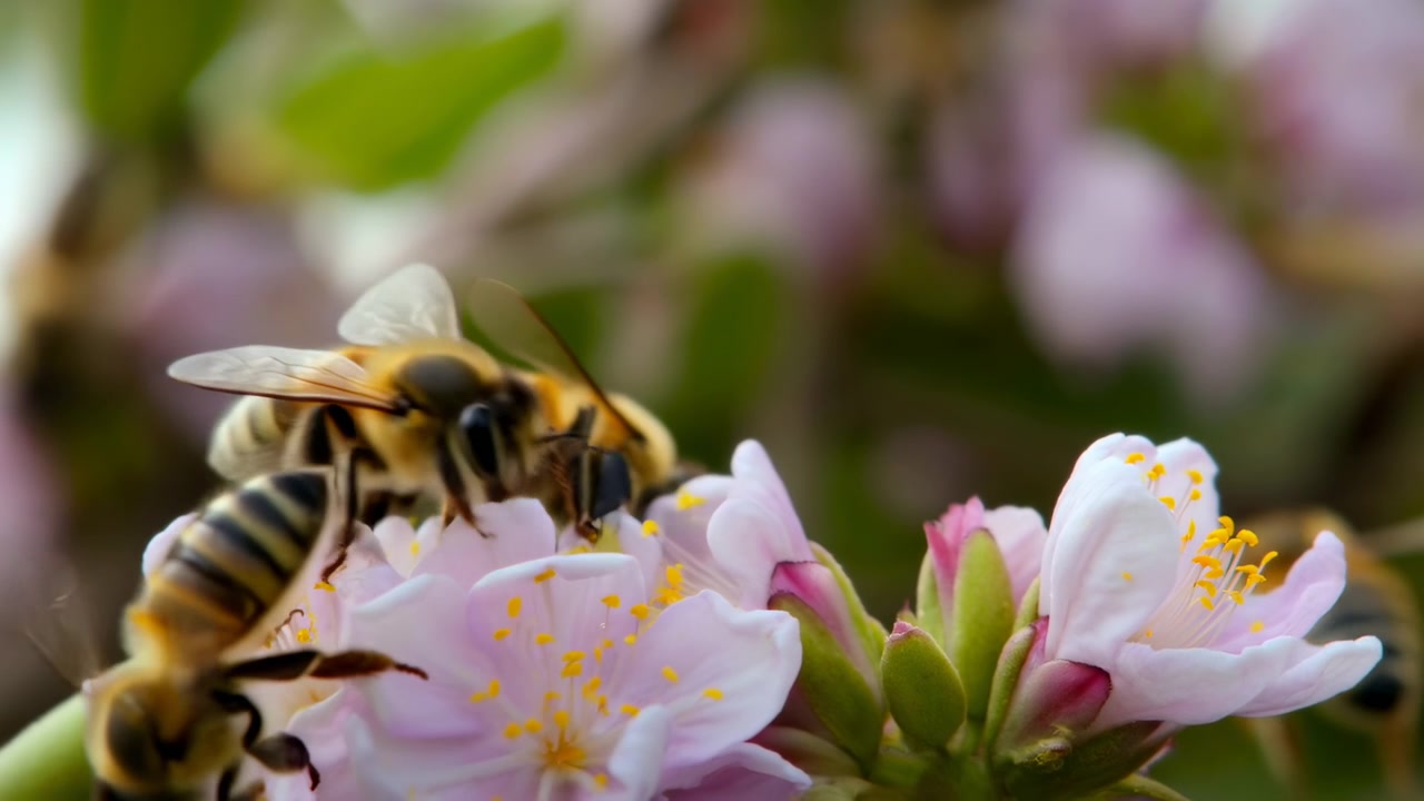 Close-up de abelhas em flores cor-de-rosa, abelhas operárias forrageando, coletando pólen dourado e néctar dos estames delicados.