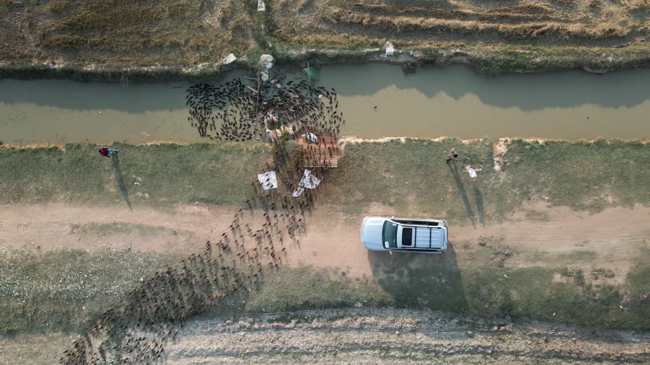 imágenes aéreas de patrones en movimiento hechos por una balsa de patos naturales haciendo camino para un coche que pasa a lo largo de una pista