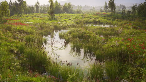 tranquil meadow with a pond