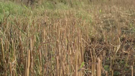 farm land field of oats after harvest in sunshine