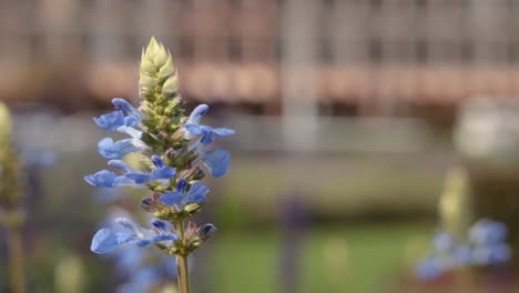 close-up of blue flowers in melbourne garden