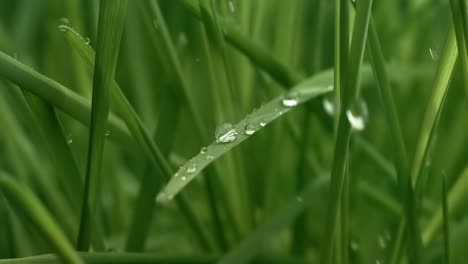 green grass close-up raindrops slowly falling on the grass.