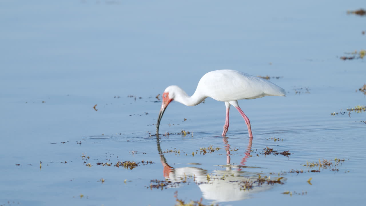 White Ibis Feeding in Water by Seaweed