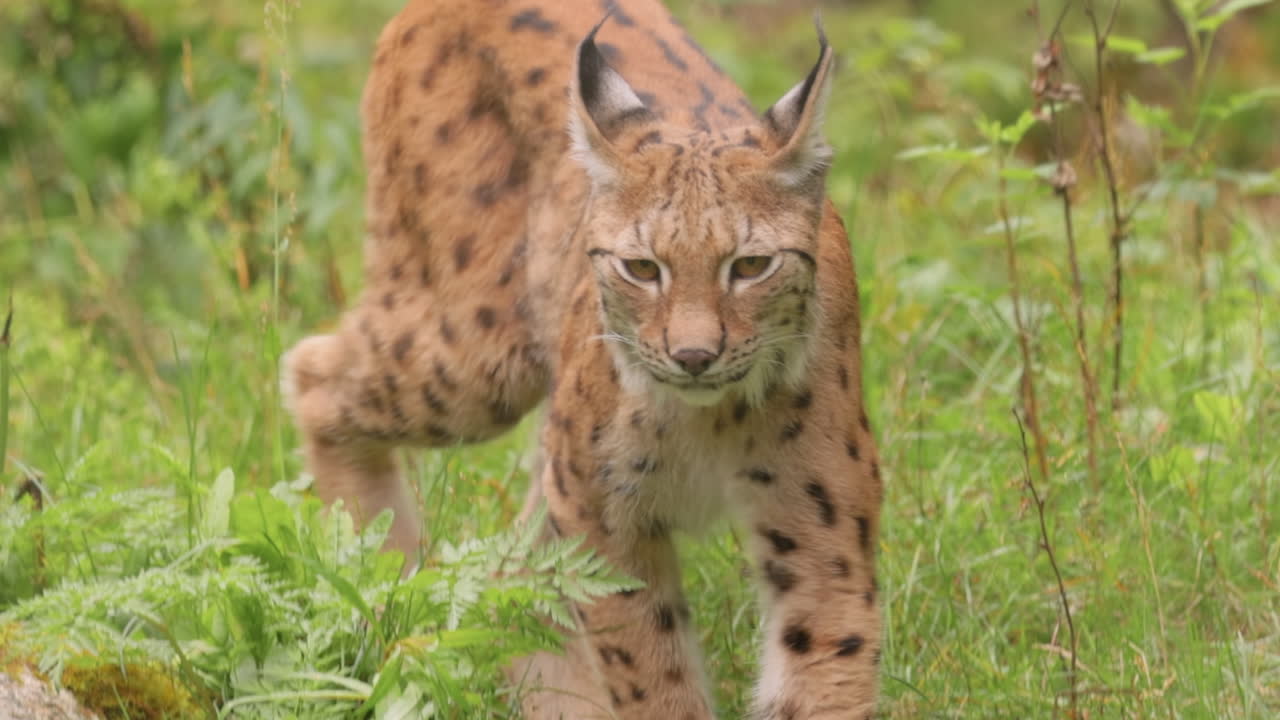 el lince eurasiático (lince lince) en el bosque.
