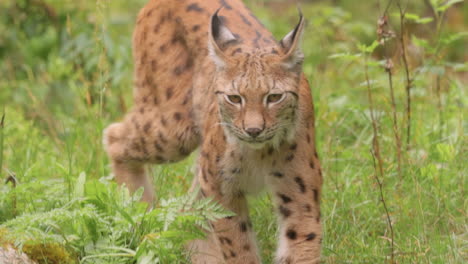 el lince eurasiático (lince lince) en el bosque.