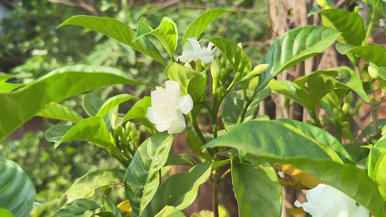 Closeup of a blooming gardenia flower plant in the garden