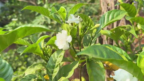 closeup of a blooming gardenia flower plant in the garden