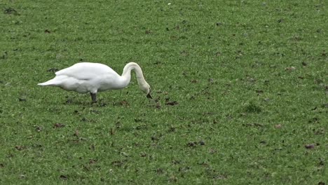 white swan seen from the side grazing in a meadow