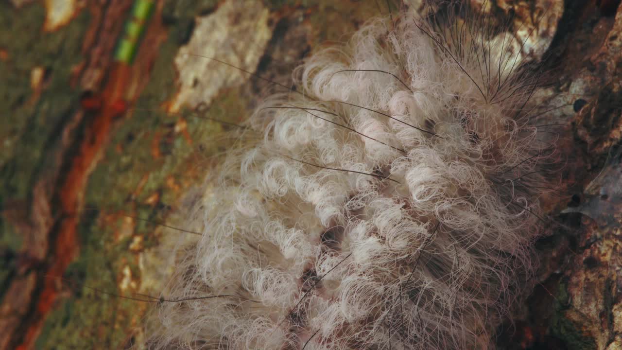White hairy moth caterpillar crawls along tree bark in Peru’s Amazon, shown in extreme closeup.